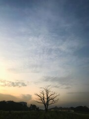 Lone tree in nature under evening sky at a park