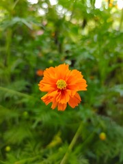 orange flower in the garden