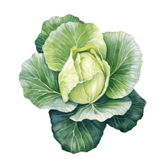 Obraz premium Watercolor of cabbage isolated white background