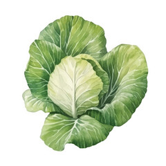 Obraz premium Watercolor of cabbage isolated white background
