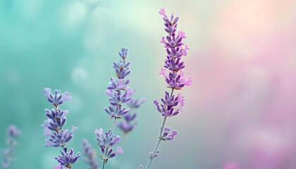 A single pastel color, such as mint green or lavender, providing a soothing and simple backdrop