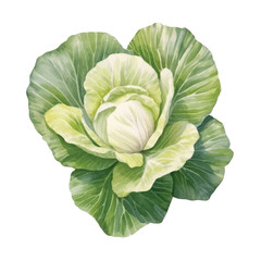 Fototapeta premium Watercolor of cabbage isolated white background