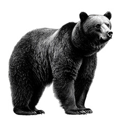 Fototapeta premium Outline of a standing bear, background isolation, full depth of field