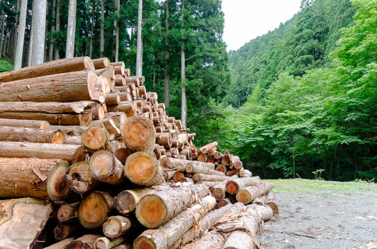 森林内の作業場に集積された丸太