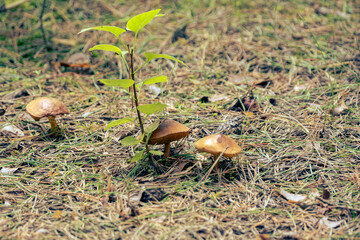 Boletus granulatus, Suillus granulatus, Weeping Bolete, Dotted-stalk Bolete, mushroom in forest	