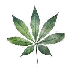 Watercolor of Cassava leaf isolated white background