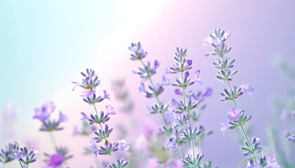 Obraz premium A single pastel color, such as mint green or lavender, providing a soothing and simple backdrop