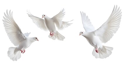 Obraz premium White doves flying in various directions, isolated on a white background, symbolizing peace, freedom, and spirituality, perfect for nature and symbolic concepts in high-detail, minimalist design