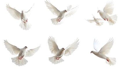 Obraz premium White doves flying in various directions, isolated on a white background, symbolizing peace, freedom, and spirituality, perfect for nature and symbolic concepts in high-detail, minimalist design