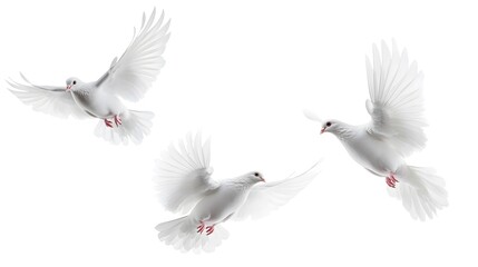 Obraz premium White doves flying in various directions, isolated on a white background, symbolizing peace, freedom, and spirituality, perfect for nature and symbolic concepts in high-detail, minimalist design