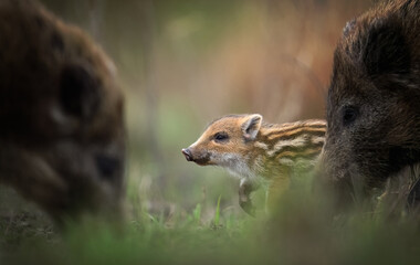 Young wild boar close up ( Sus scrofa )