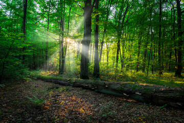 Obraz premium Beautiful sunny morning in green forest
