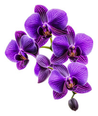Fototapeta na wymiar Purple orchids in full bloom on a white background, cut out - stock png.