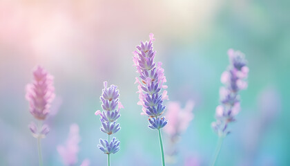 A single pastel color, such as mint green or lavender, providing a soothing and simple backdrop