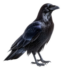 Fototapeta premium Black raven standing gracefully on a surface, cut out - stock png.
