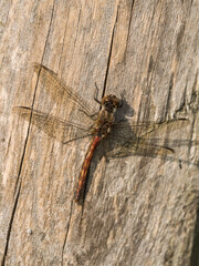 close up of a dragonfly