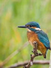 Kingfisher 
