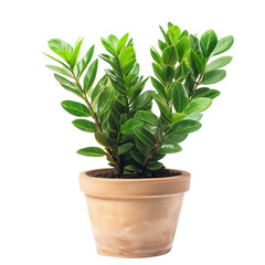 Fototapeta premium plant in a pot, ZZ Plant isolated on white background.