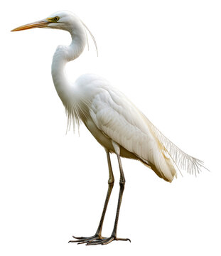 Great egret standing gracefully by a waterway, cut out - stock png.
