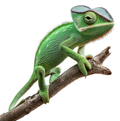 Obraz premium Green chameleon perched on a branch in daylight, cut out - stock png.
