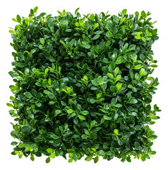 Fototapeta premium Green boxwood hedge for landscaping, cut out - stock png.