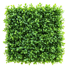Artificial green foliage wall panel for decoration, cut out - stock png.