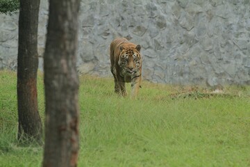 A Bengal tiger is walking in the grassland alone