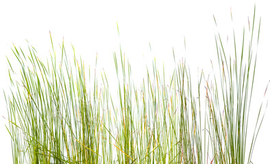 Graminées sur fond blanc 