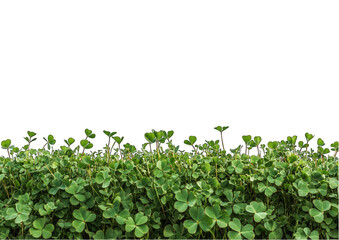 A field of green clover with transparent background