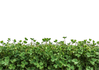 A field of green clover with transparent background