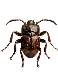 Shiny Brown Beetle with Speckled Exoskeleton