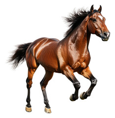 Obraz premium Elegant brown horse galloping in bright light, cut out - stock png.