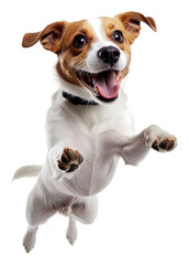 Joyful dog jumping on white background, cut out - stock png.