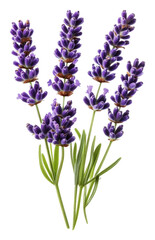 Obraz premium Elegant lavender on white background, cut out - stock png.