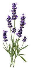 Naklejka premium Lavenders blooming in a garden during summer days, cut out - stock png.