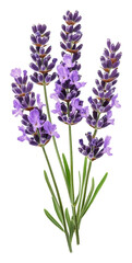 Lavender flowers blooming in vibrant purple hues, cut out - stock png.