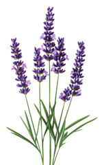 Obraz premium Lavender flowers in vibrant purple arrangement, cut out - stock png.