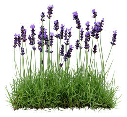 Fototapeta premium Lavender flowers blooming in a sunny garden patch, cut out - stock png.
