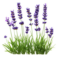 Fototapeta premium Sunny garden with blooming lavender, cut out - stock png.
