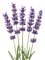 Beautifully arranged lavender flowers, cut out - stock png.