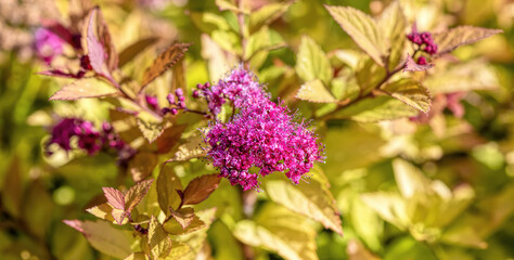 small pink spirea flowers