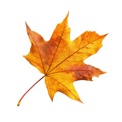 Fototapeta premium Maple object isolated on transparent png.