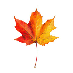 Fototapeta premium Autumn maple leaf, Autumn object isolated on transparent png. 