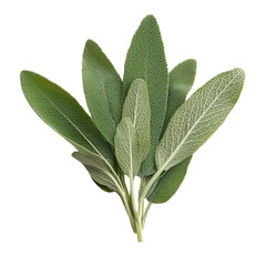  Sage object isolated on transparent png.