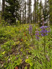 bluebells in the woods