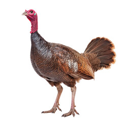Turkey object isolated on transparent png.