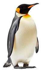 Fototapeta premium Proud emperor penguin in its habitat, cut out - stock png.