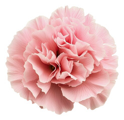 Beautiful pink carnation flower in full bloom, cut out - stock png.