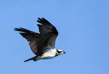 flight of hawk