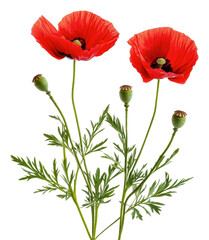 Obraz premium Bright red poppies with green buds and leaves, cut out - stock png.